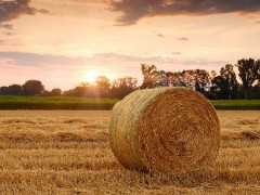 小麦秸秆还田的注意事项